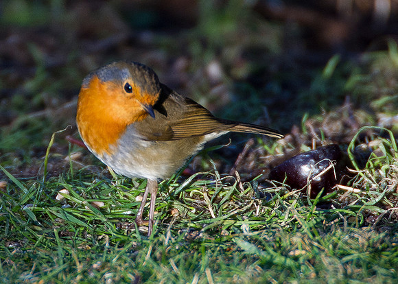 Robin in our back garden
