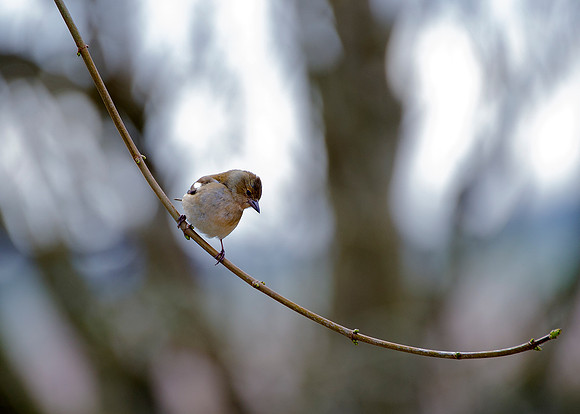 Sparrow on branch