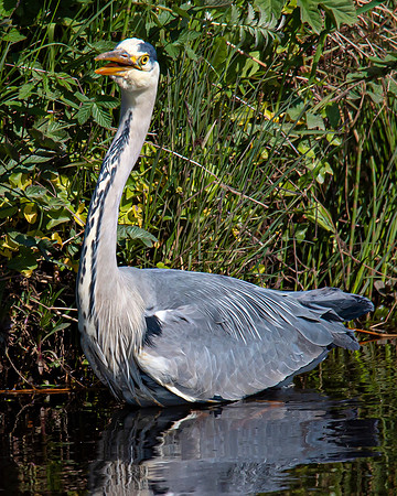Lockdown Day 64 - Heron
