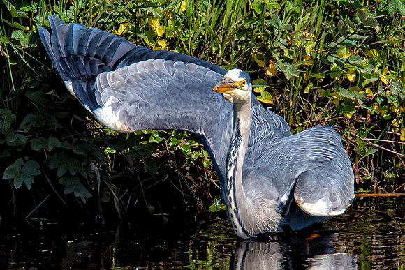 Lockdown Day 64 - Heron