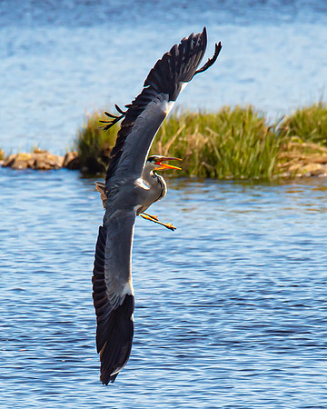 Lockdown Day 64 - Heron