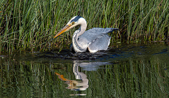 Lockdown Day 64 - Heron