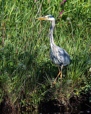 Lockdown Day 64 - Heron