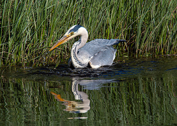 Lockdown Day 64 - Heron