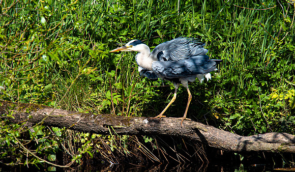 Lockdown Day 64 - Heron