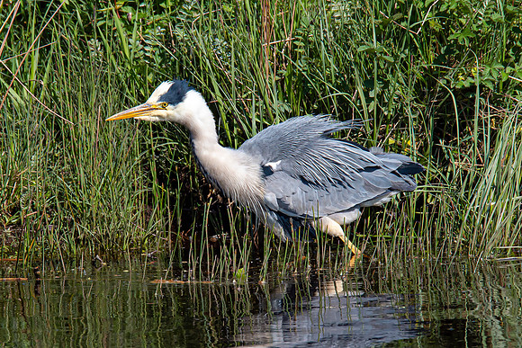 Lockdown Day 64 - Heron