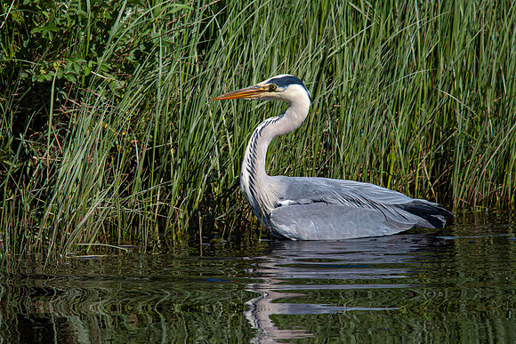 Lockdown Day 64 - Heron