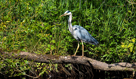 Lockdown Day 64 - Heron