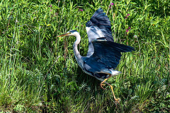Lockdown Day 64 - Heron