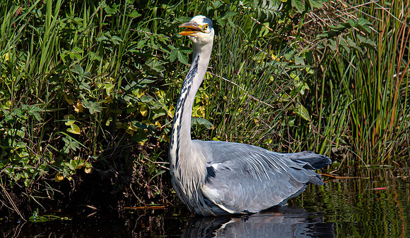 Lockdown Day 64 - Heron