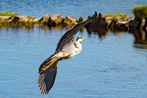 Lockdown Day 64 - Heron