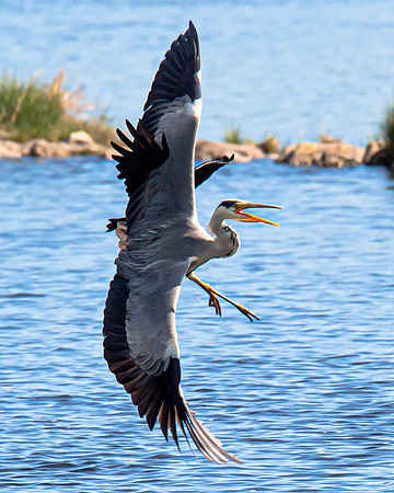 Lockdown Day 64 - Heron