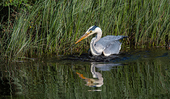 Lockdown Day 64 - Heron