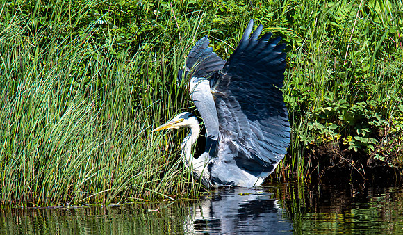 Lockdown Day 64 - Heron