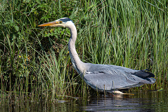Lockdown Day 64 - Heron