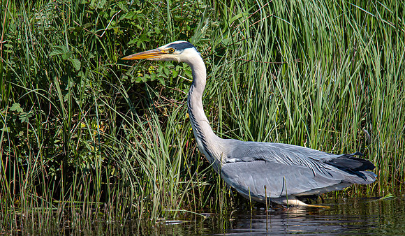 Lockdown Day 64 - Heron