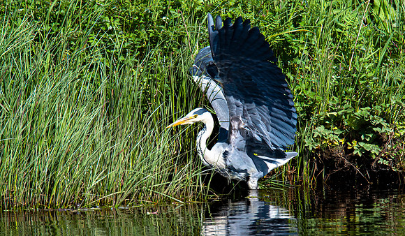 Lockdown Day 64 - Heron