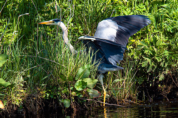 Lockdown Day 64 - Heron