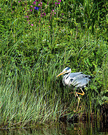 Lockdown Day 64 - Heron