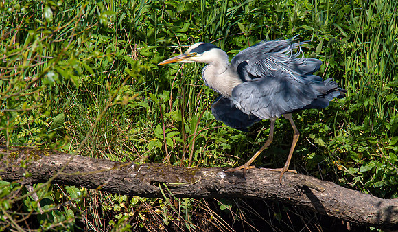 Lockdown Day 64 - Heron