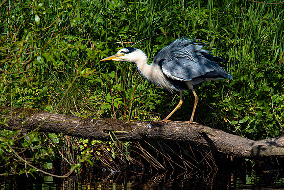Lockdown Day 64 - Heron