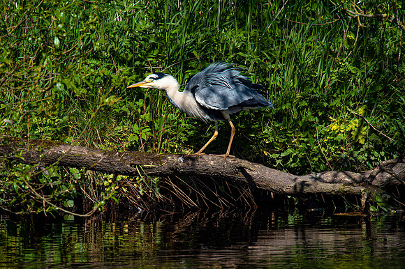 Lockdown Day 64 - Heron