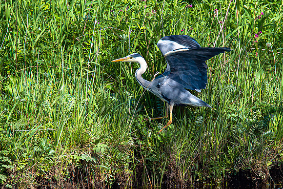 Lockdown Day 64 - Heron