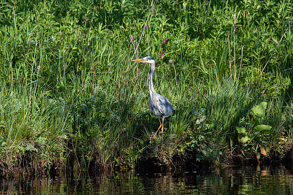 Lockdown Day 64 - Heron