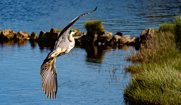 Lockdown Day 64 - Heron
