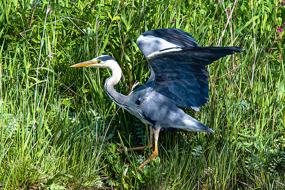 Lockdown Day 64 - Heron