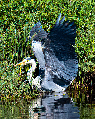Lockdown Day 64 - Heron
