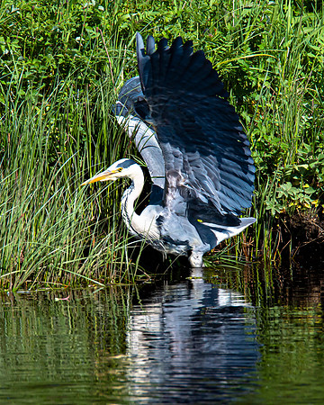 Lockdown Day 64 - Heron