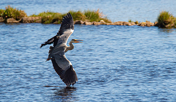 Lockdown Day 64 - Heron