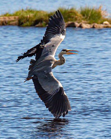 Lockdown Day 64 - Heron