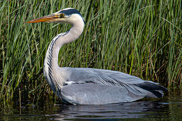 Lockdown Day 64 - Heron