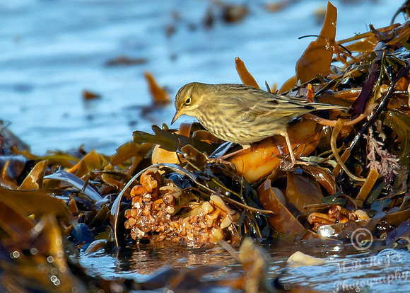 Beach Birds - Thurso Beach