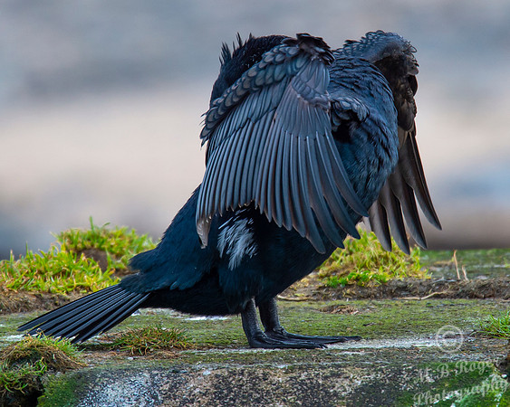 Sea Birds - Cormorant