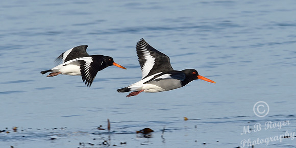 Beach Birds - Thurso Beach
