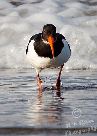 Beach Birds - Thurso Beach
