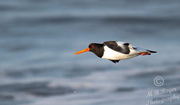 Beach Birds - Thurso Beach