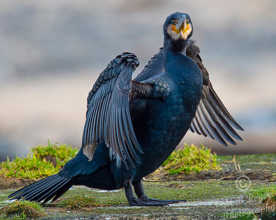 Sea Birds - Cormorant