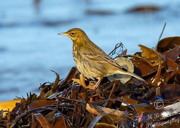 Beach Birds - Thurso Beach
