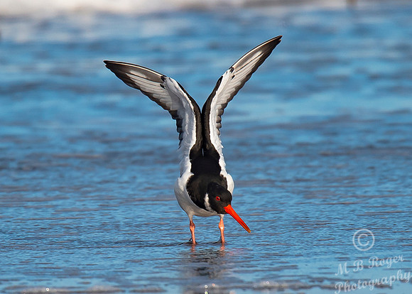 Beach Birds - Thurso Beach
