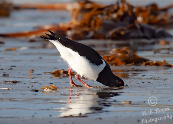 Beach Birds - Thurso Beach