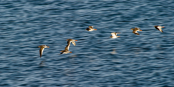 Oystercatchers flying over Dunnet Bay