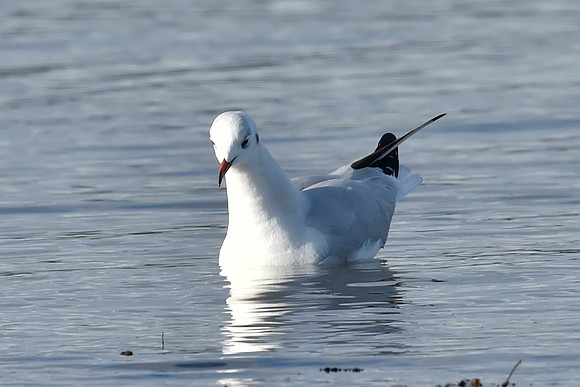 Beach Birds - Thurso Beach