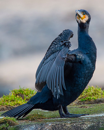 Sea Birds - Cormorant