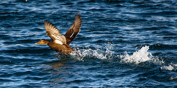 Eider