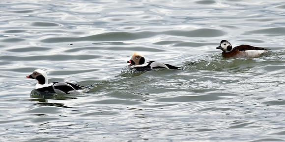 British Birds - Long Tail Ducks