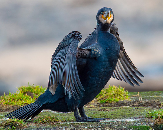 Sea Birds - Cormorant